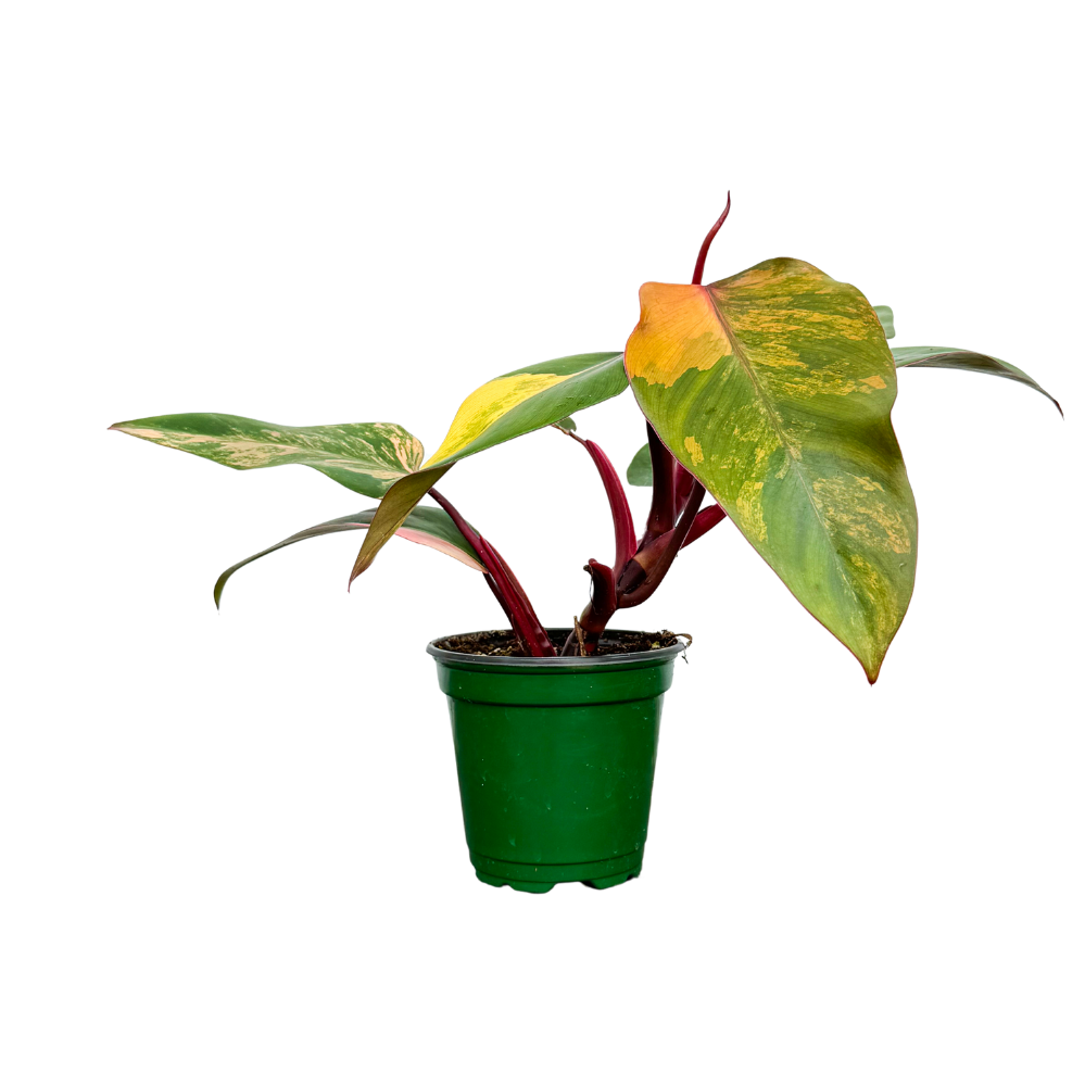 Philodendron Strawberry Shake (S)