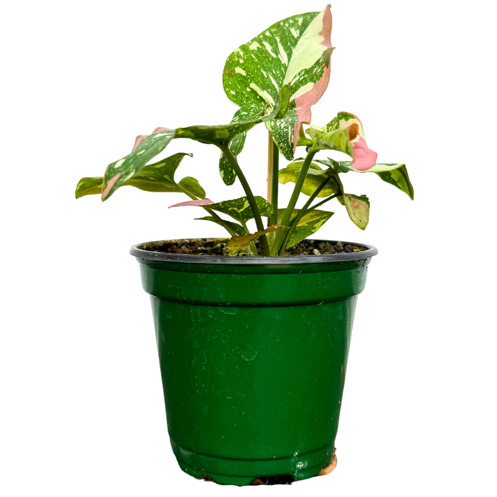 Syngonium Podophyllum Tricolor (S)