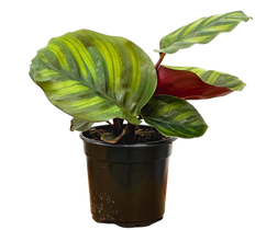 Calathea Rotundifolia Fasciata (S)