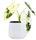 Rare plants
