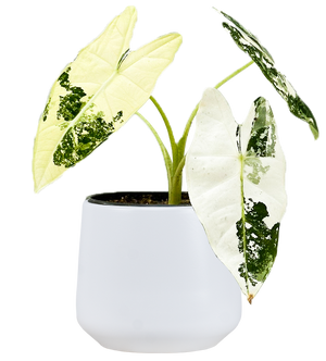 Alocasia Frydek Variegated