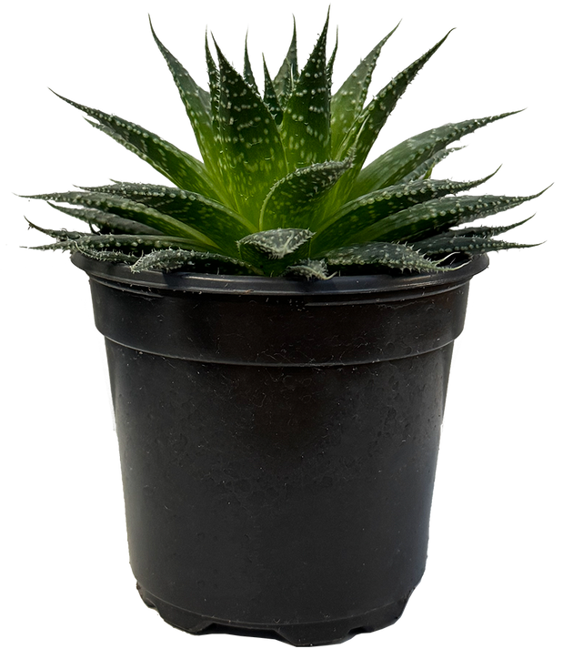 is an aloe plant a succulent Aloe Vera | 4" Pot | Easy Care Houseplant