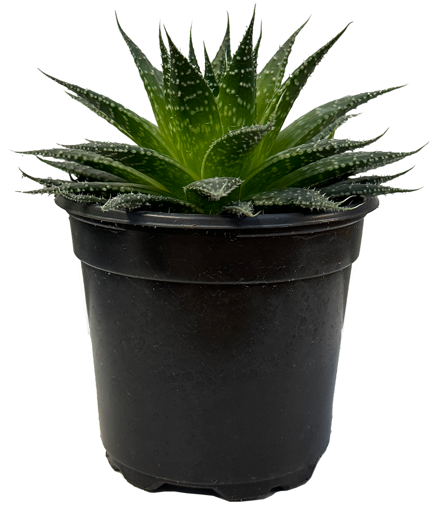 Aloe Aristata (S) | Lace Aloe