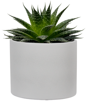 white aloe vera plant Aloe Vera | 4" Pot | Easy Care Houseplant