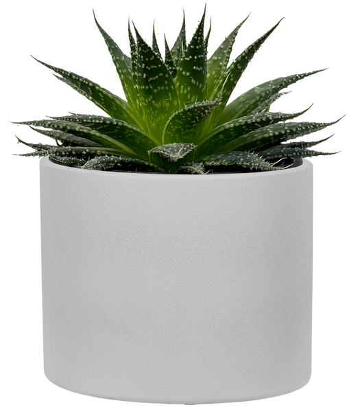 Aloe Vera | 4