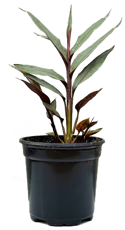 Alpinia Red Rubin (S)