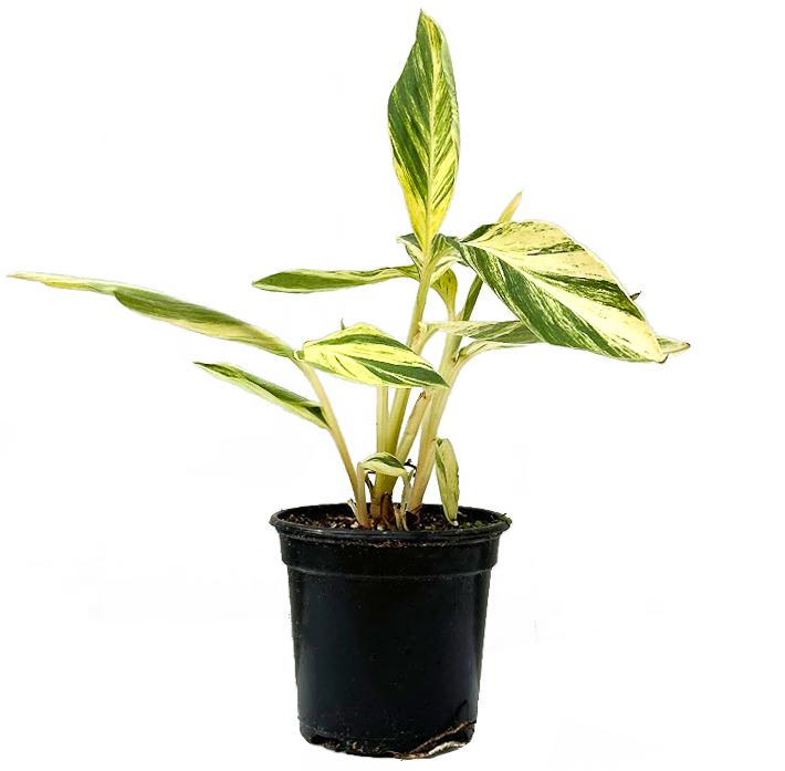 Alpinia Variegata (S)