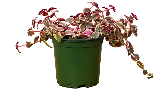 crassula calico kitten succulents Crassula | Jade Plant | 4" Pot | Easy Care Houseplant
