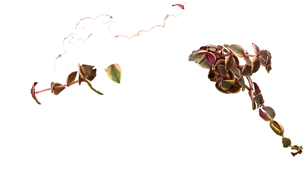 the jade plant overlays Crassula | Jade Plant | 4