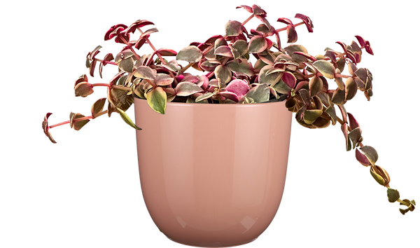 pink beauty jade plant Crassula | Jade Plant | 4" Pot | Easy Care Houseplant