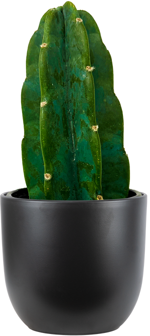 Cereus Jamacaru | Cuddly Cactus (S)| 4