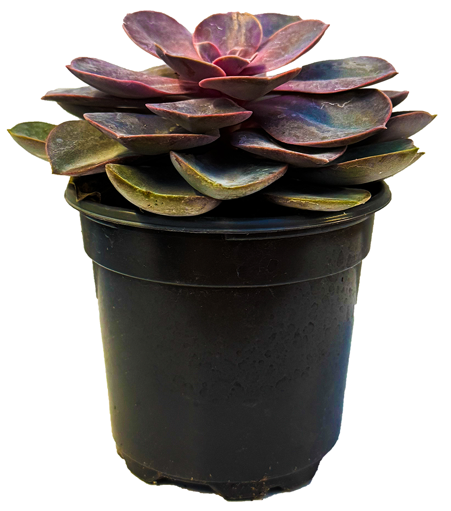Echeveria Perle Von Nurnberg (S)