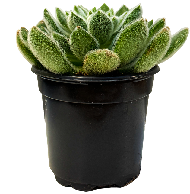 setosa succulent Echeveria Setosa (S) | Mexican Firecracker Succulent | 4" Pot | Easy Care Houseplant