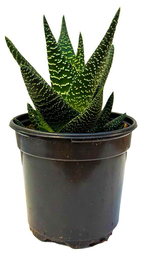 Gasteria Okavango (S)