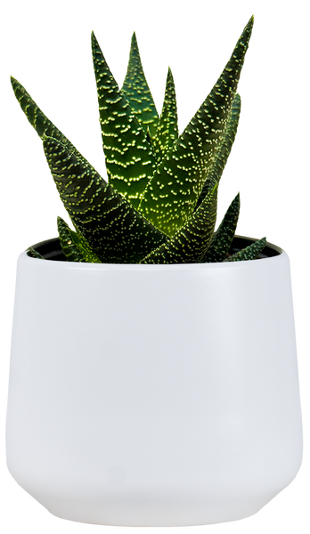 Gasteria Okavango (S) | 4