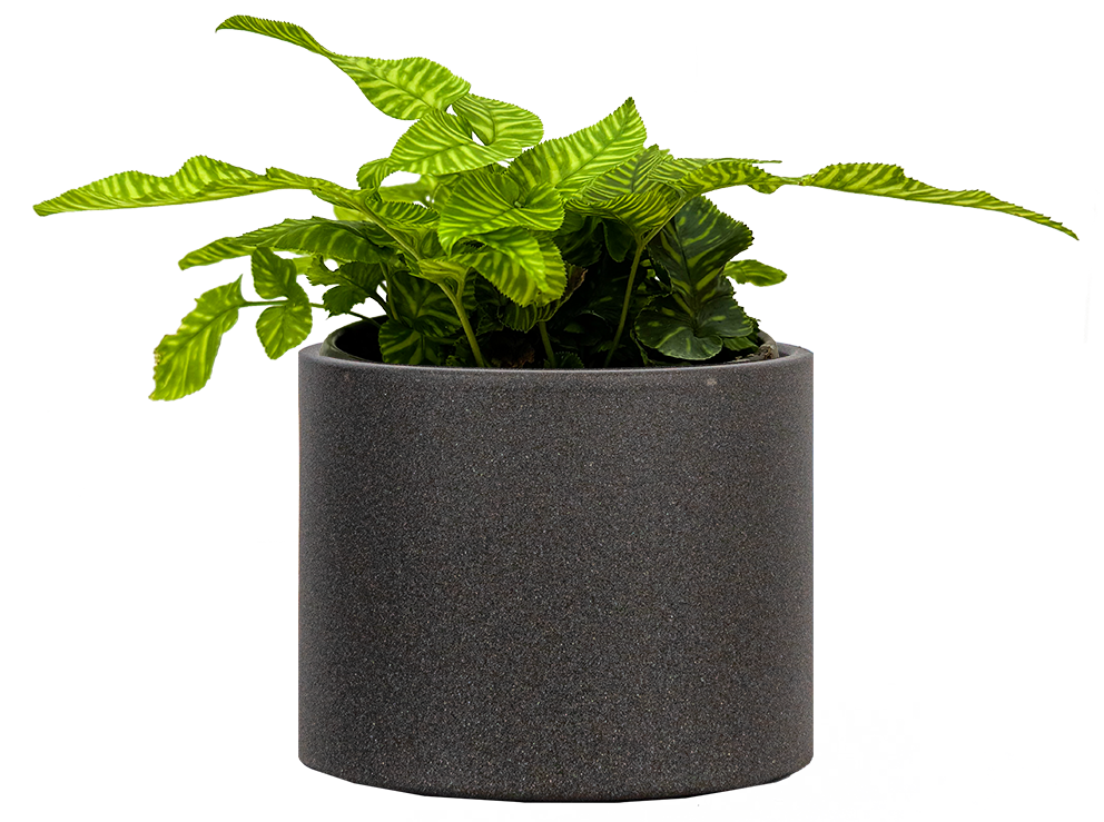 Coniogramme Emeiensis | Golden Zebra Fern (S) | 4