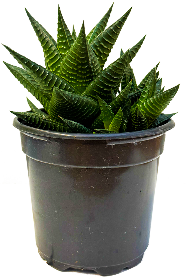 3.hoshi_succulent様 Haworthia | Zebra Cactus | 4