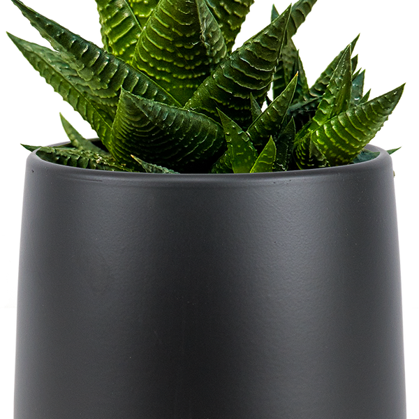 Haworthia | Zebra Cactus | 4