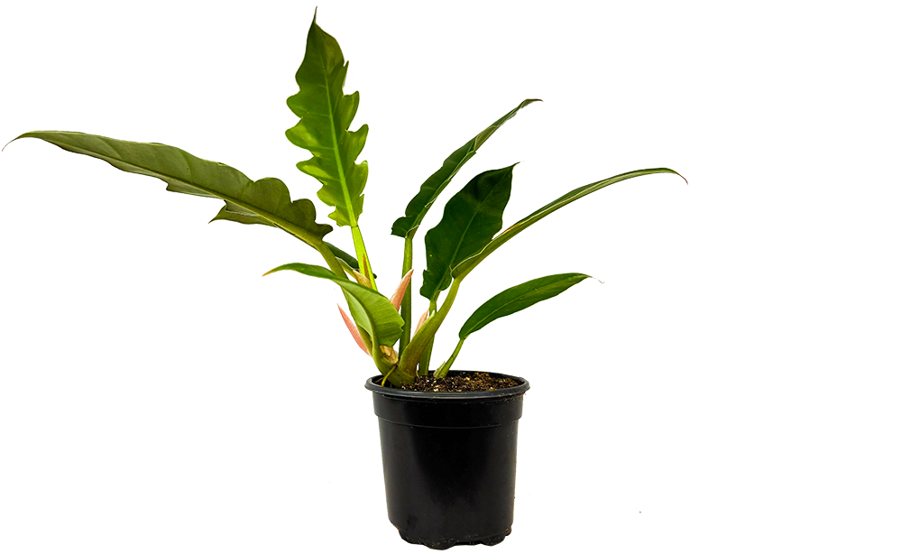 Philodendron Narrow | Tiger Tooth Philodendron (S)