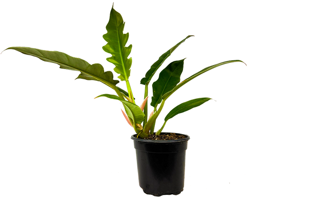 Philodendron Narrow | 4