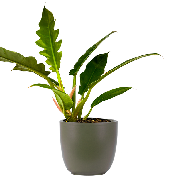 tiger tooth philodendron Philodendron Narrow | 4