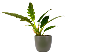 no soil planter philodendron Philodendron Narrow | 4" Pot | Easy Care Houseplant