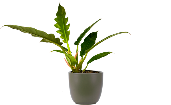 philodendron elongate Philodendron Narrow | 4" Pot | Easy Care Houseplant
