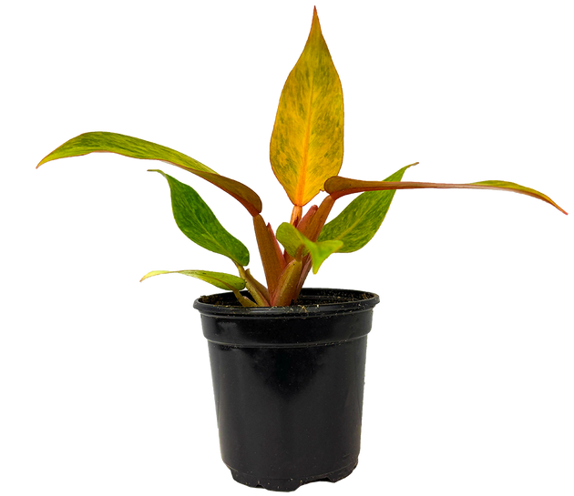 quad color philodendron Philodendron Quad Color (S)