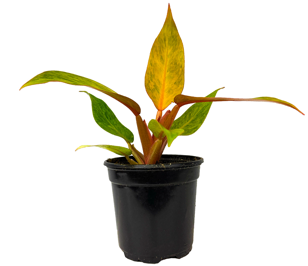 Philodendron Quad Color (S)