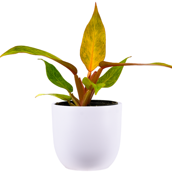 colored philodendron Philodendron Quad Color (S)