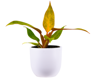 Philodendron Quad Color | 4