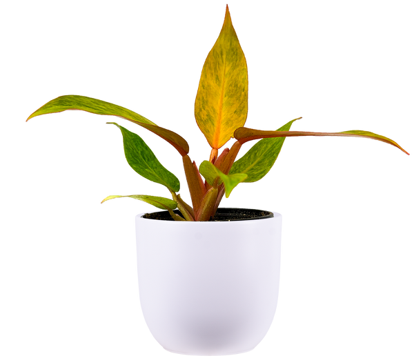 4 inch pot philodendron Philodendron Quad Color | 4" Pot | Houseplant