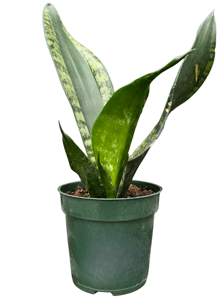 Sansevieria Trifasciata Whitney | Snake Plant (S)