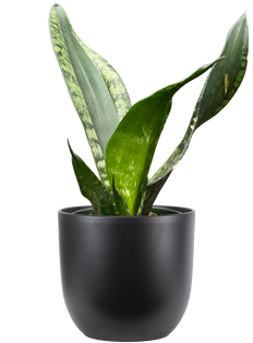 Sansevieria Trifasciata Whitney | Snake Plant (S)