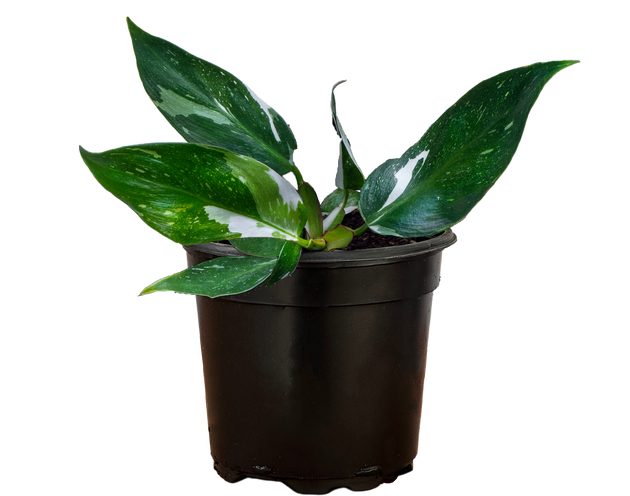 philodendron white princess care Philodendron White Princess | 4" Pot | Easy Care Houseplant