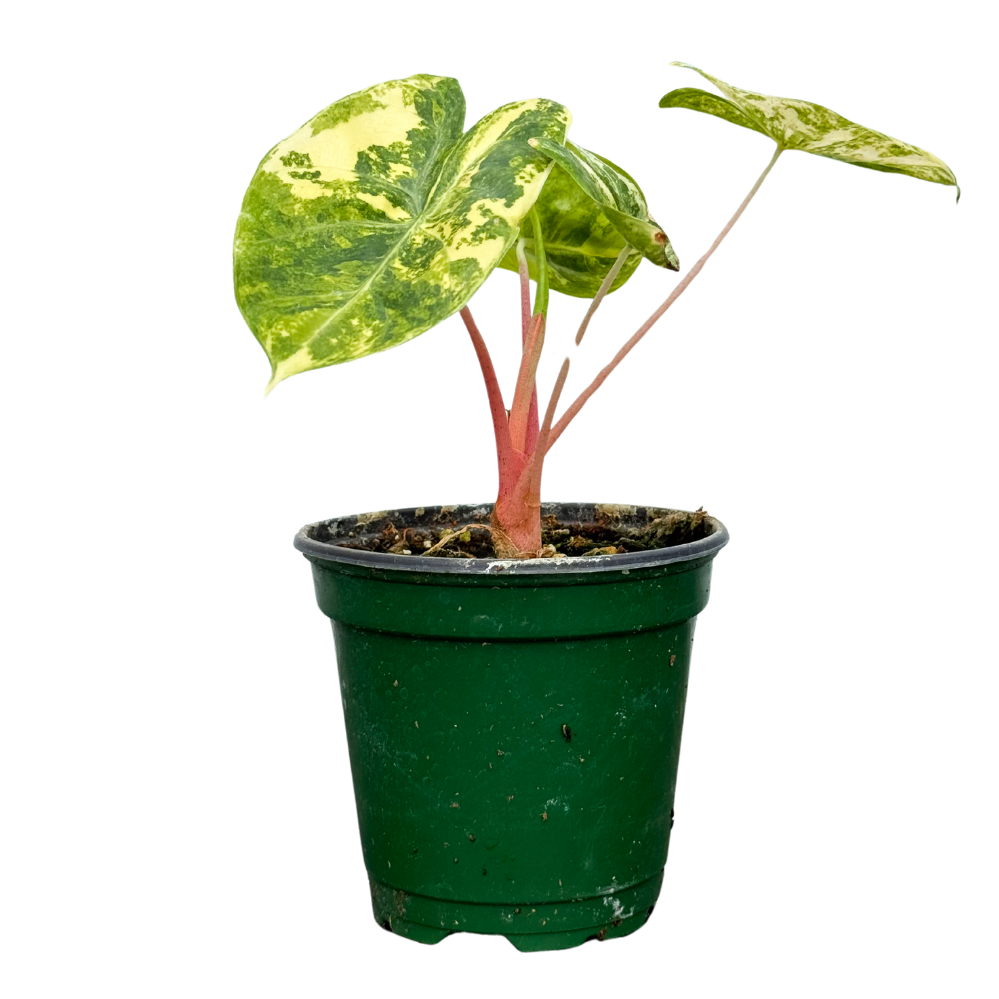 Alocasia Pink Dragon Variegata | African Mask (S)