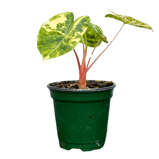 Alocasia Pink Dragon Variegata