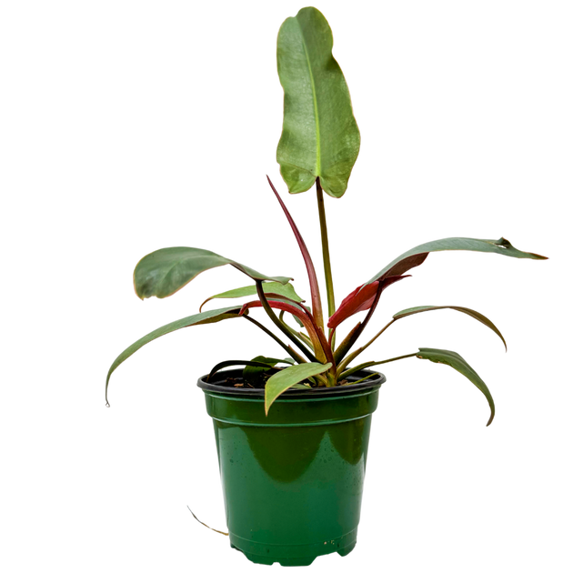 philodendron atabapoense care Philodendron Atabapoense | 4" Pot | Houseplant