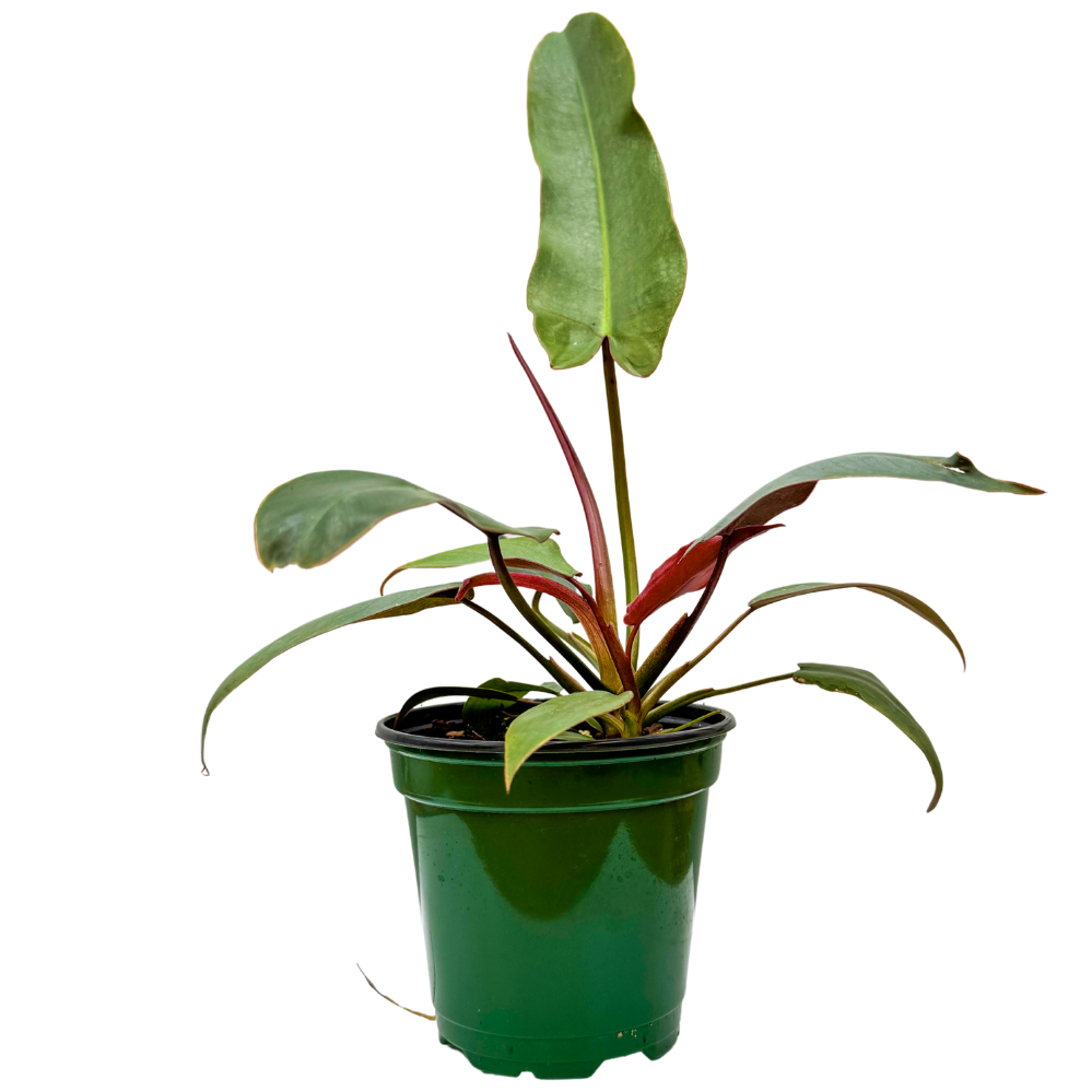 Philodendron Atabapoense (S)