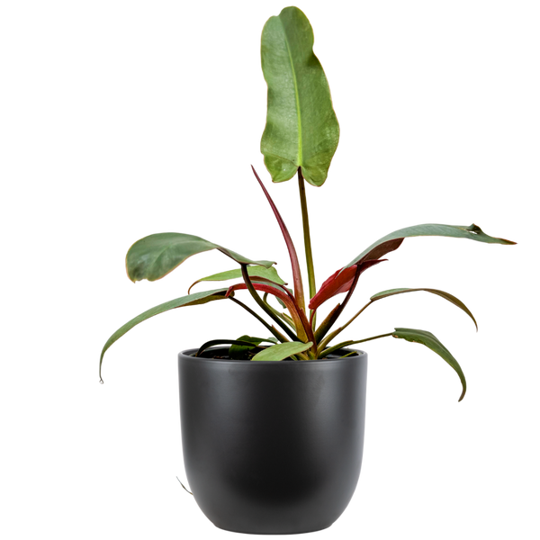 philodendron atabapoense large Philodendron Atabapoense | 4" Pot | Houseplant