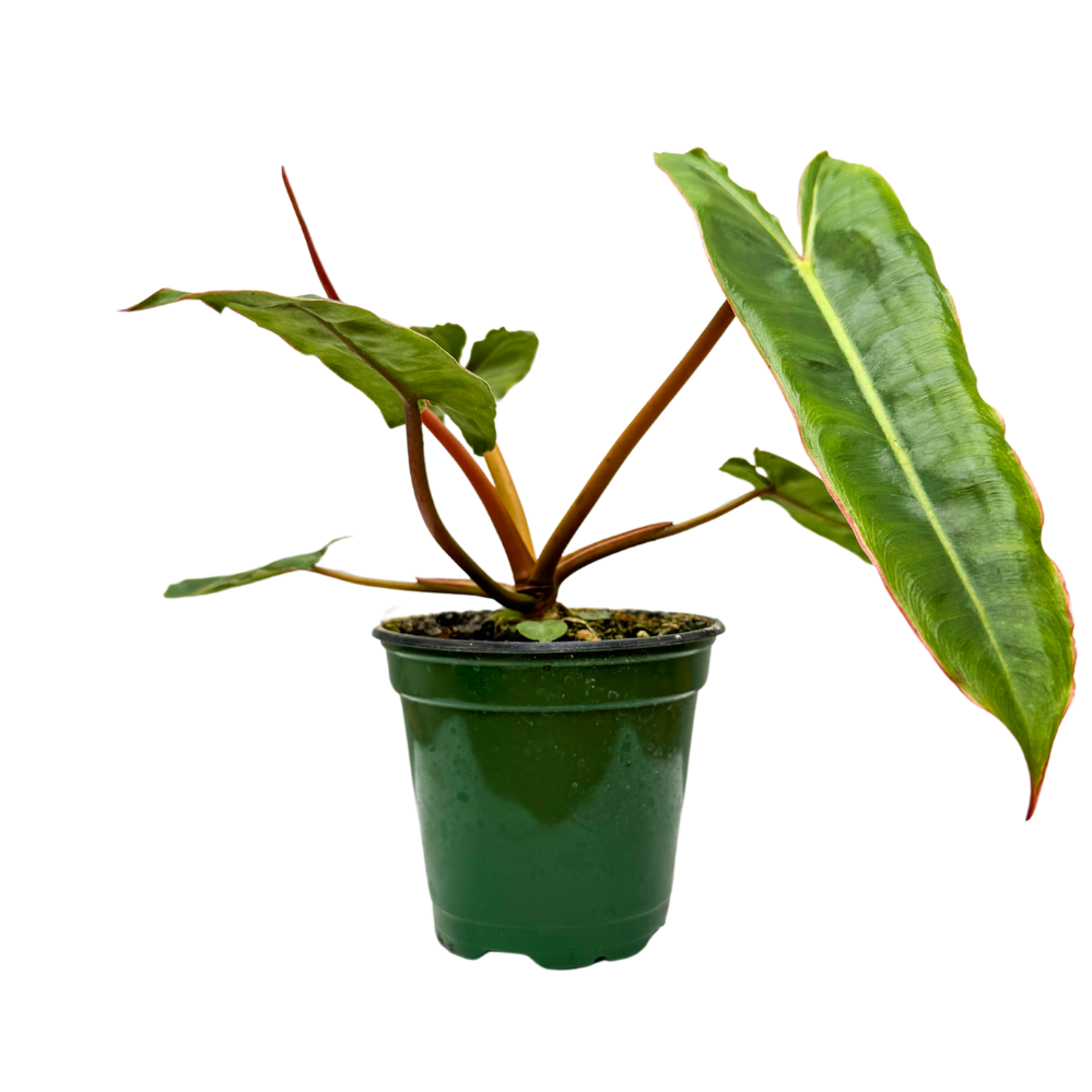 Philodendron Billietiae (S)