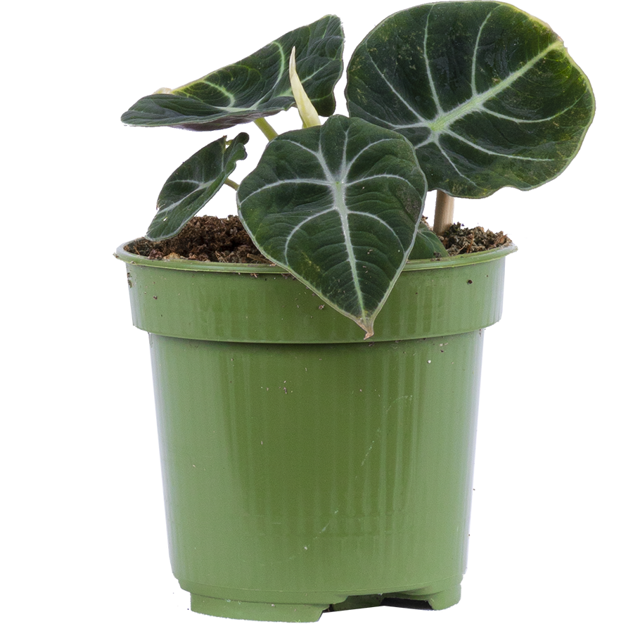 Alocasia Reginula | Black Velvet (S)