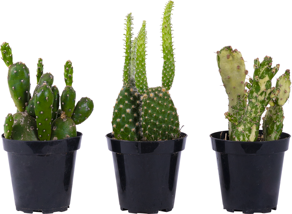 Cactus Trio - Assorted (S)