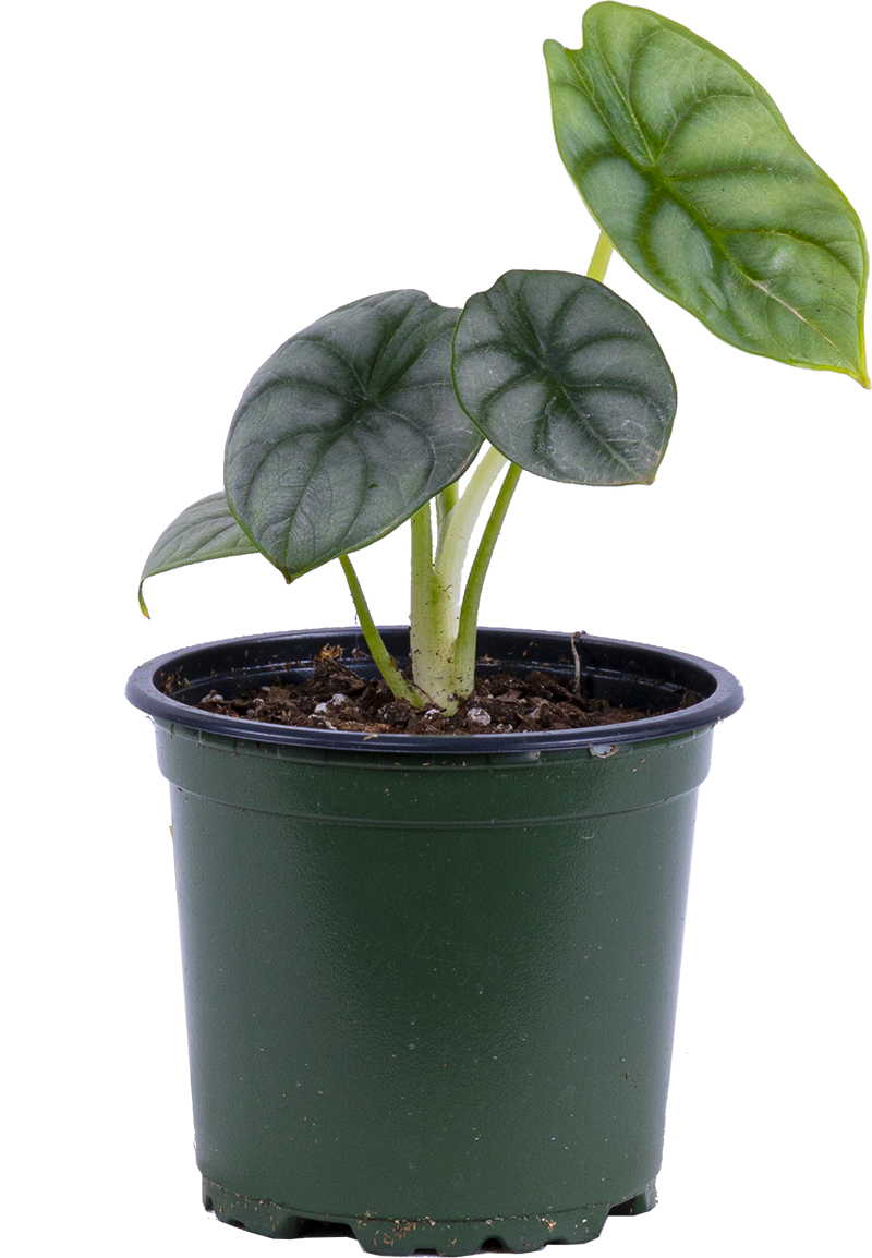 Alocasia Baginda | Silver Dragon (S)