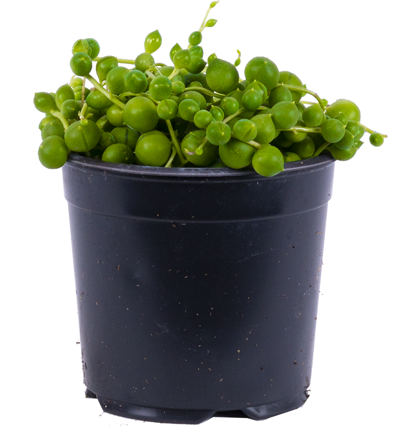 Senecio Rowleyanus | String of Pearls (S)