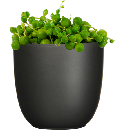 Senecio Rowleyanus | String of Pearls (S)