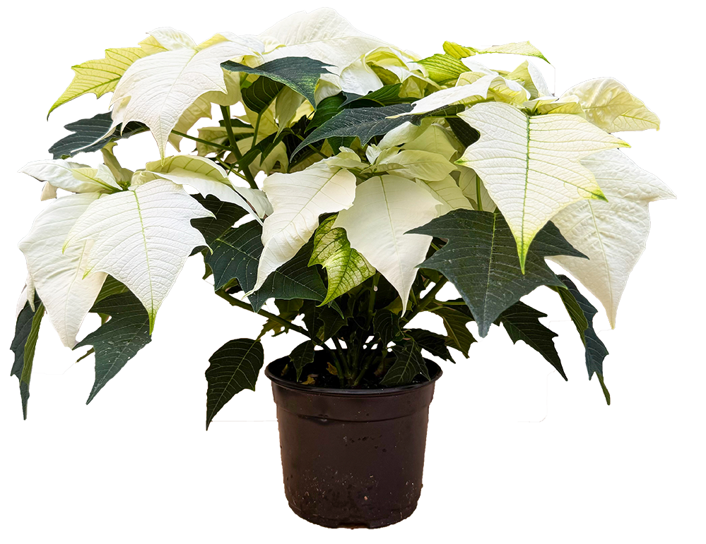 Poinsettia | Alaska White (M)