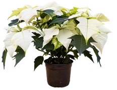 Poinsettia | Alaska White (M)