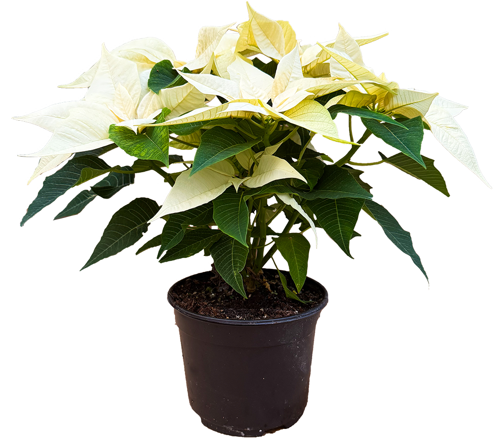 Poinsettia | Joy White (M)