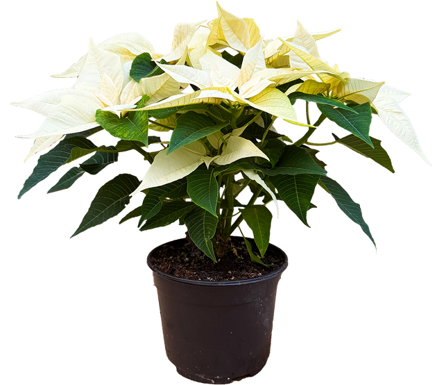 Poinsettia | 6